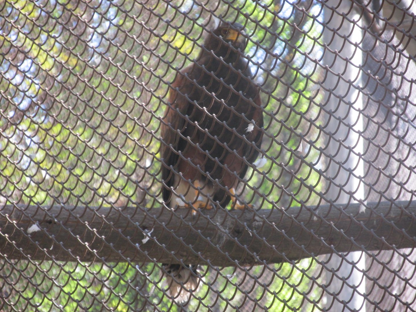 harris hawk