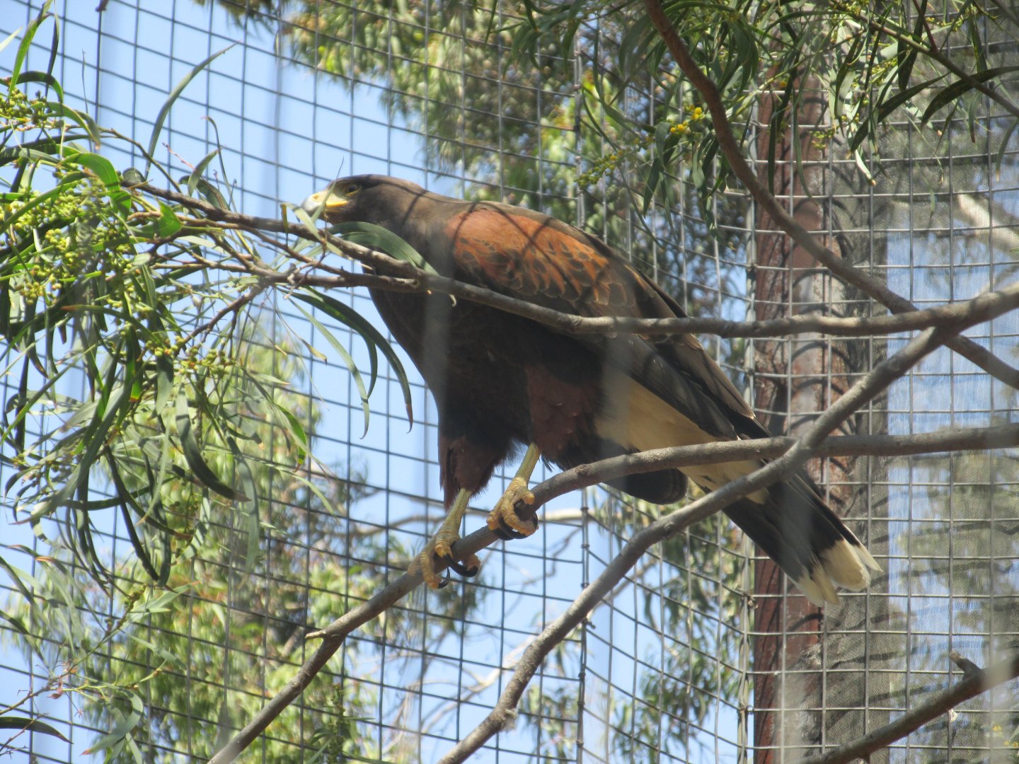 harris hawk