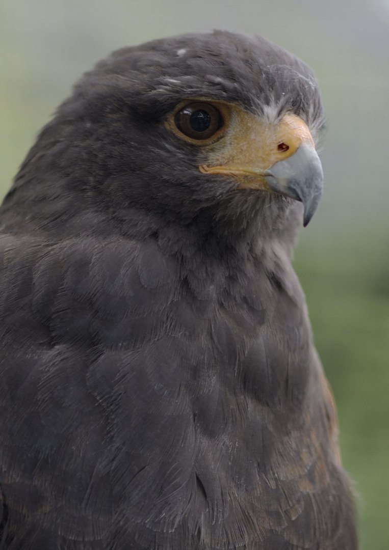 Harris hawk