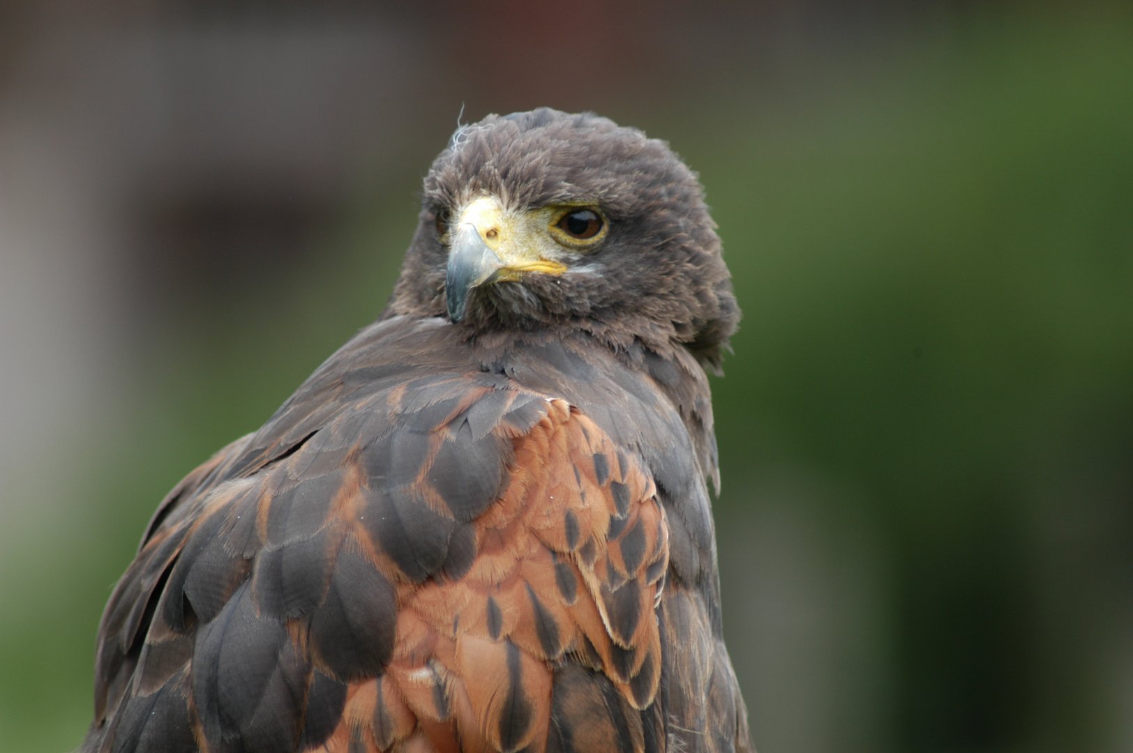 Harris' Hawk