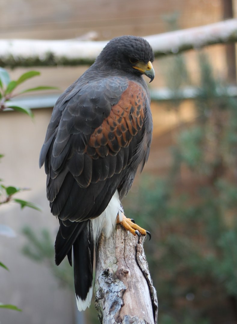 Harris hawk