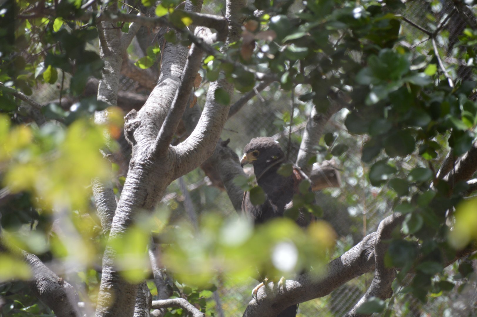 Harris Hawk