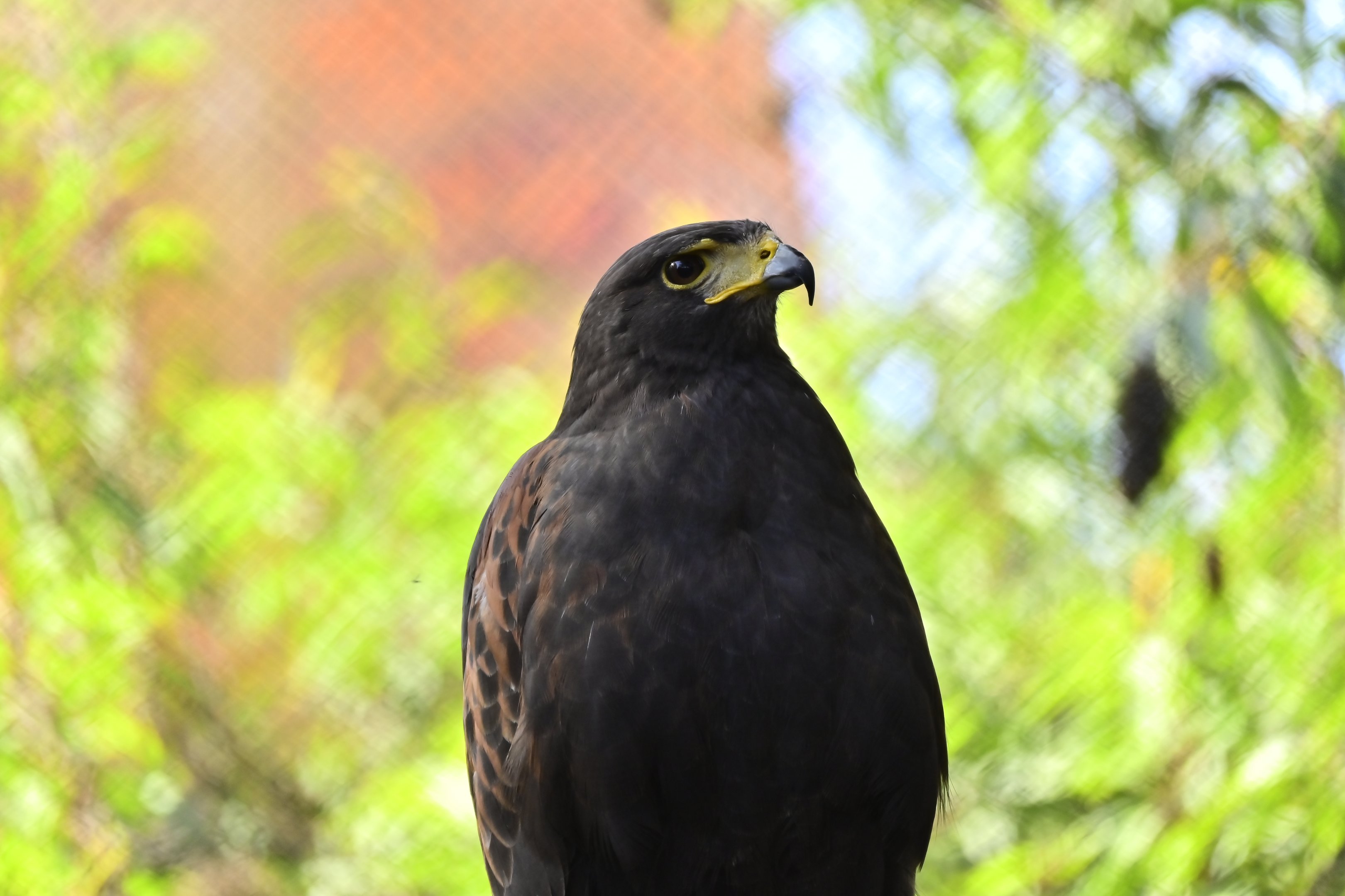 Harris’ Hawk