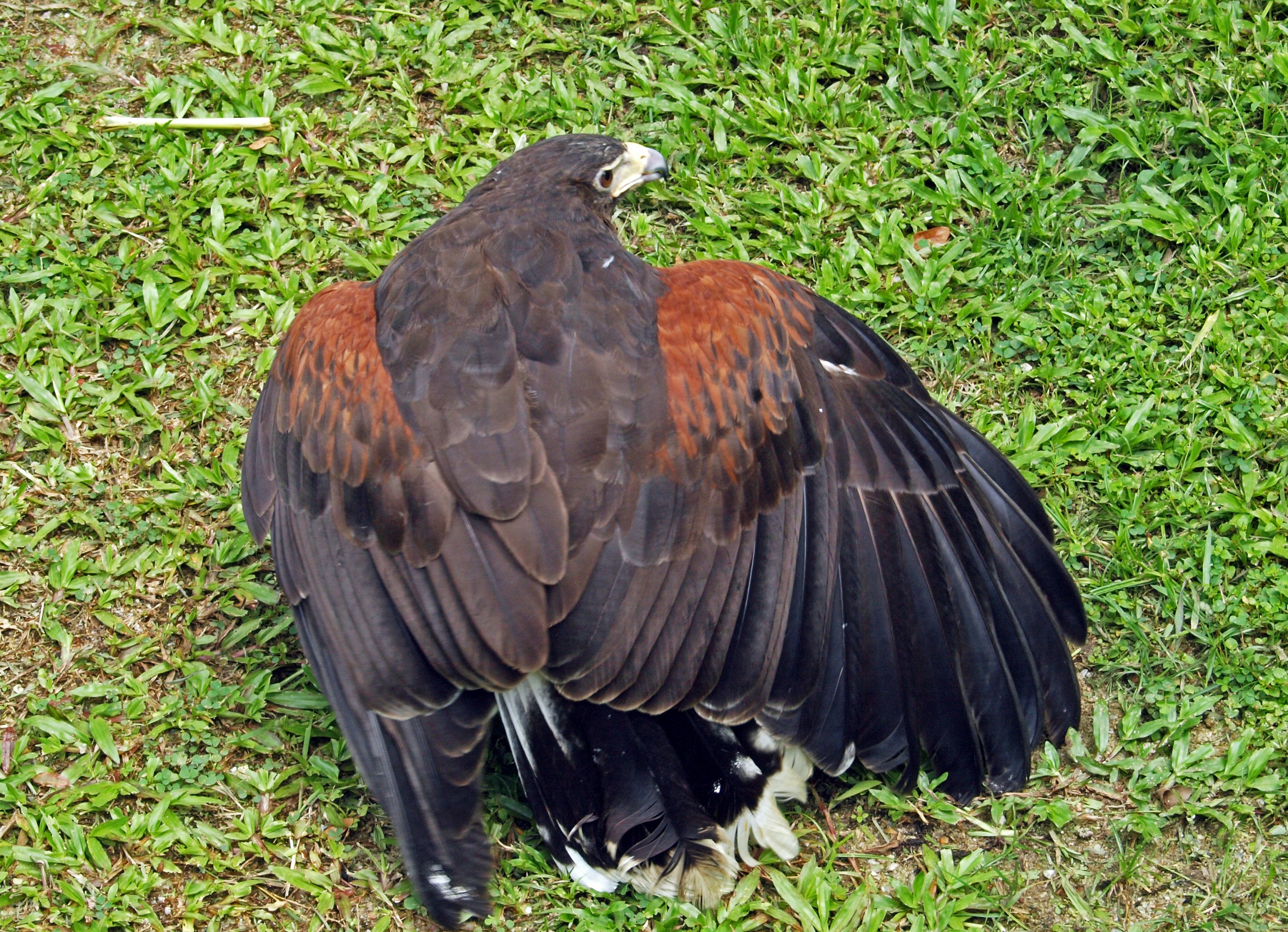 Harris hawk