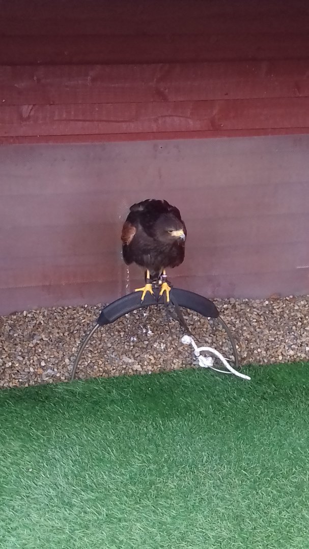 Harris hawk