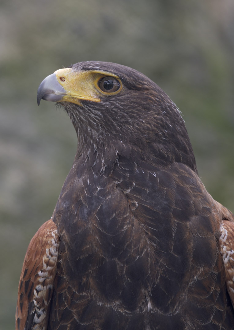 Harris hawk