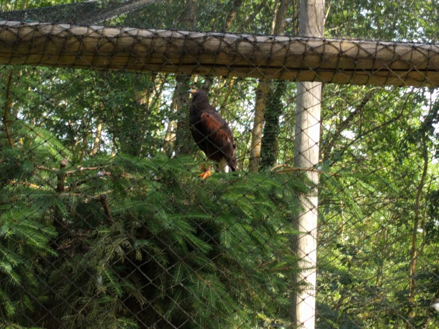 Harris Hawk
