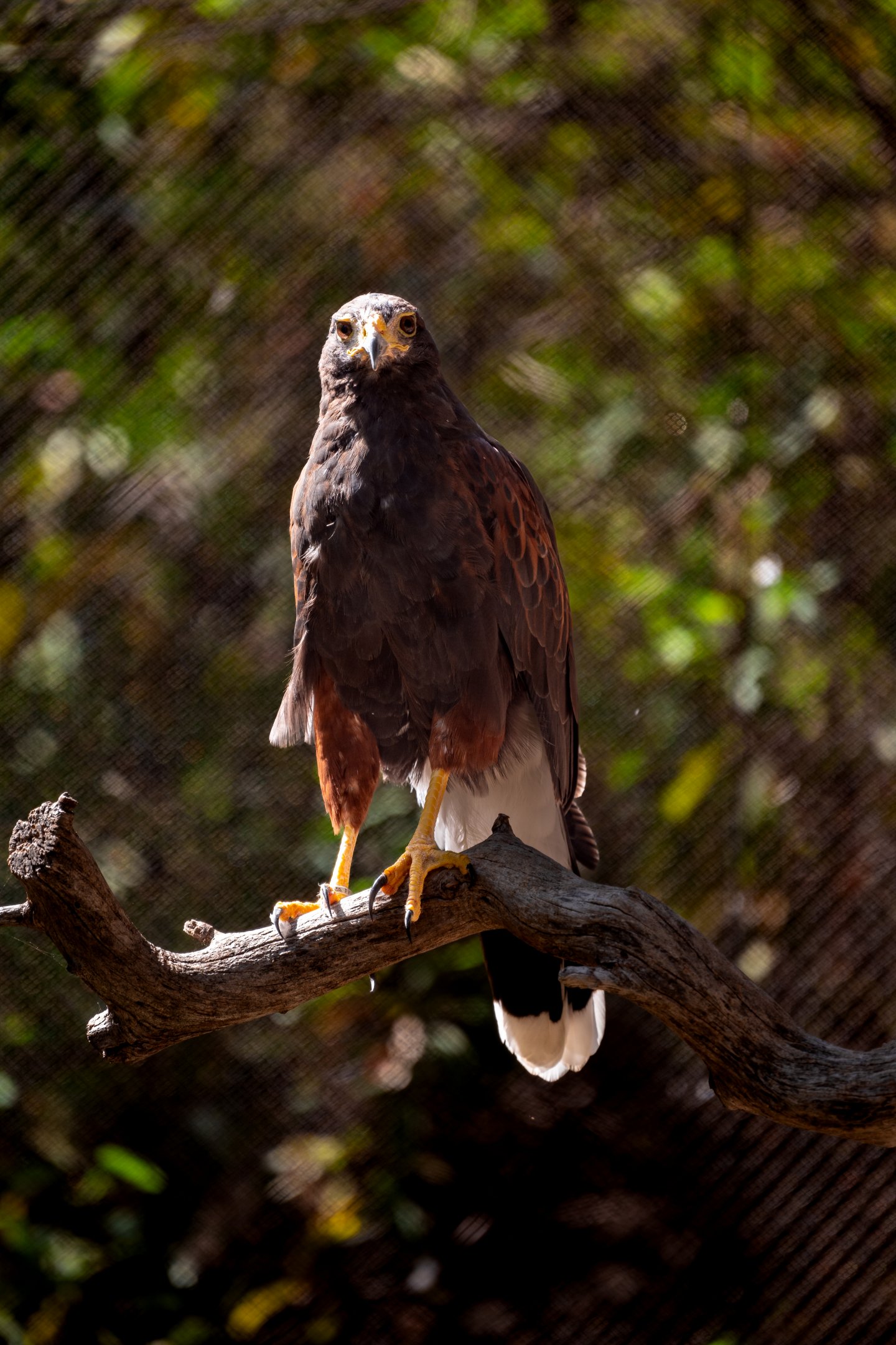 Harris’ Hawk
