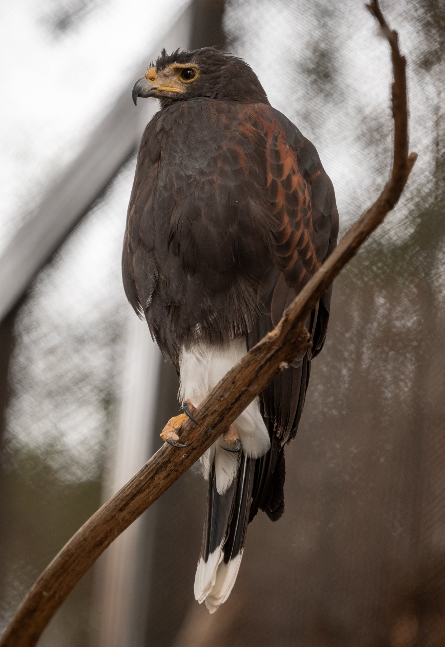 Harris Hawk