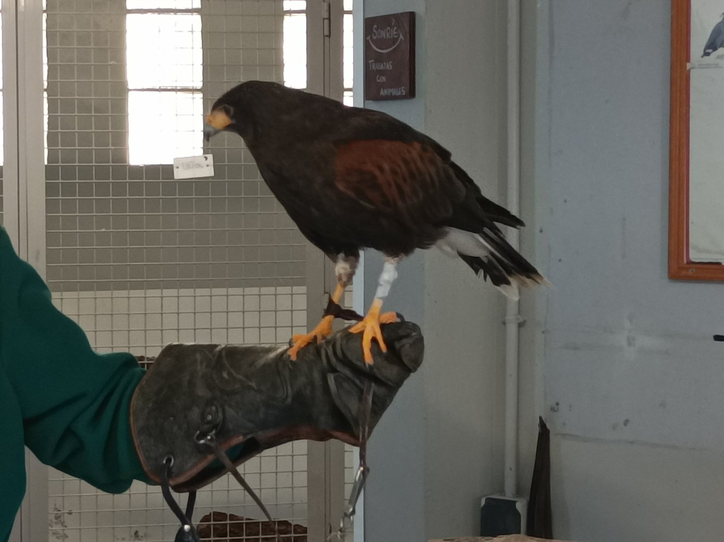 Harris hawk