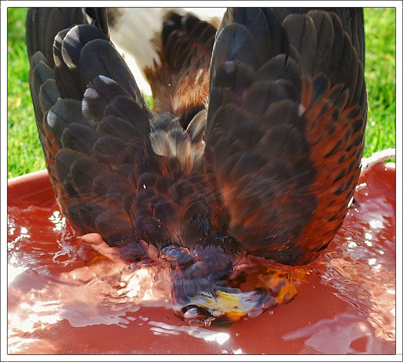 Harris Hawk