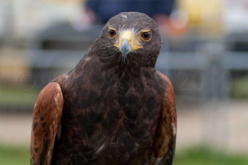 Harris Hawk