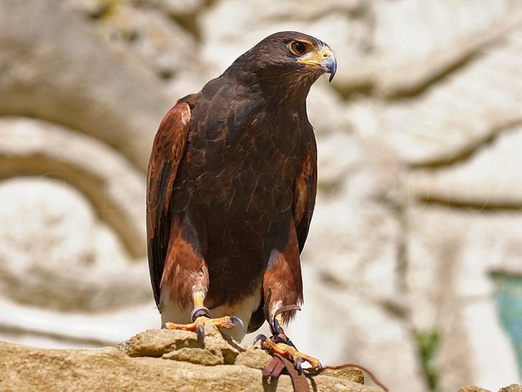 Harris Hawk