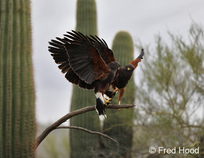 harris hawks supplantin