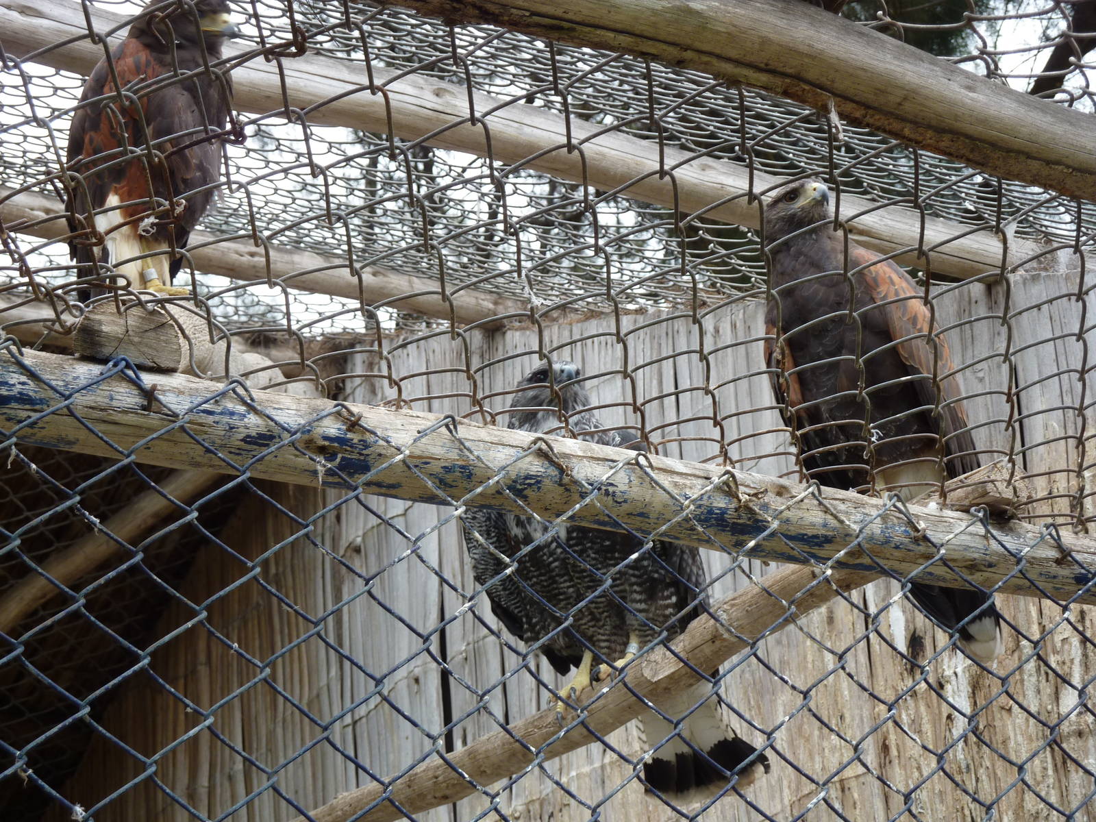 Harris' Hawks