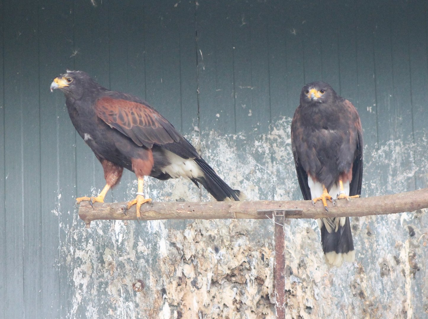 Harris hawks
