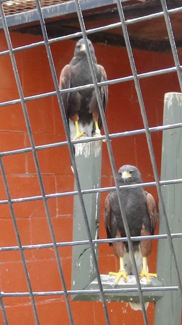 Harris' hawks