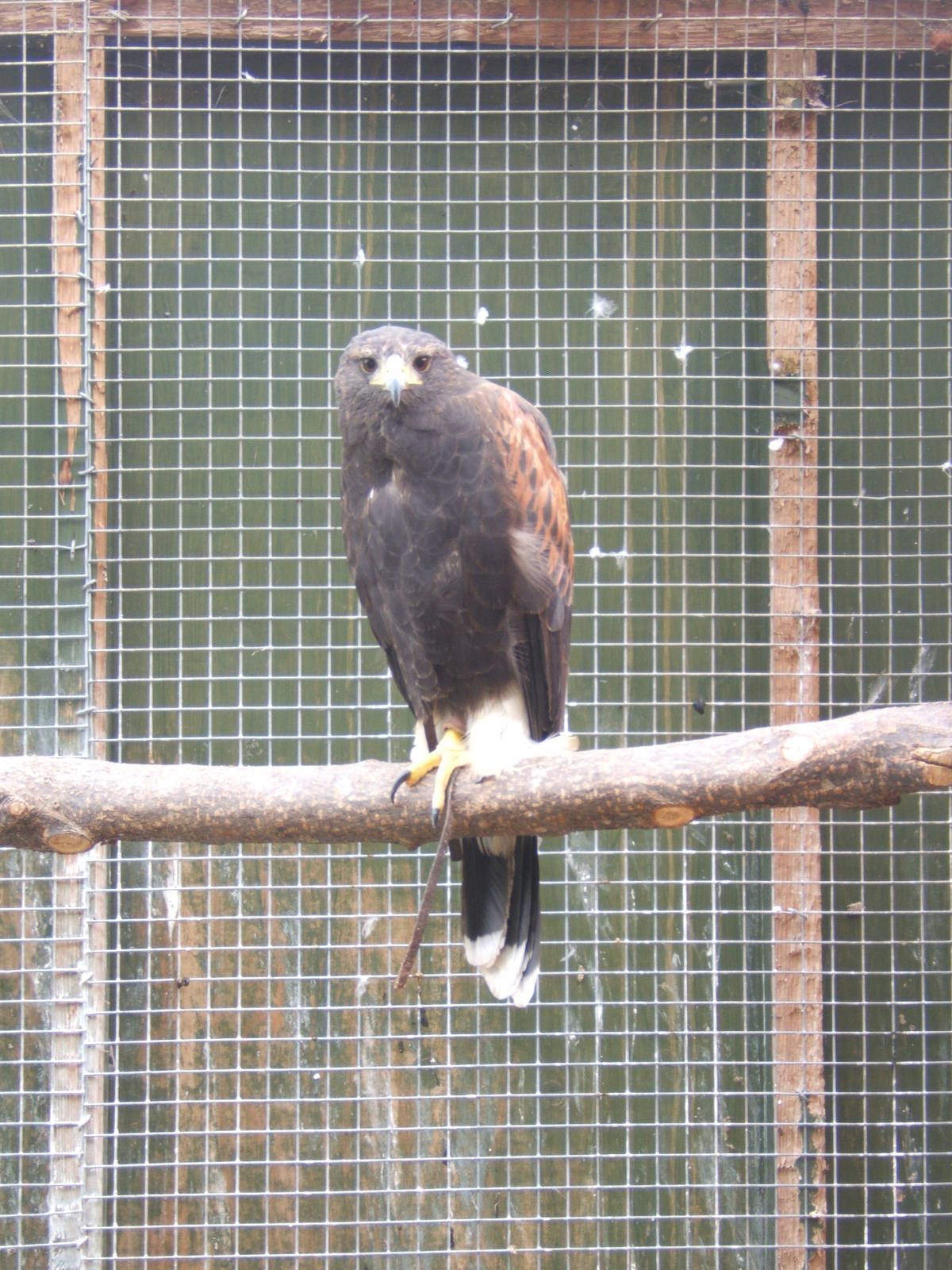 Harris`s Hawk