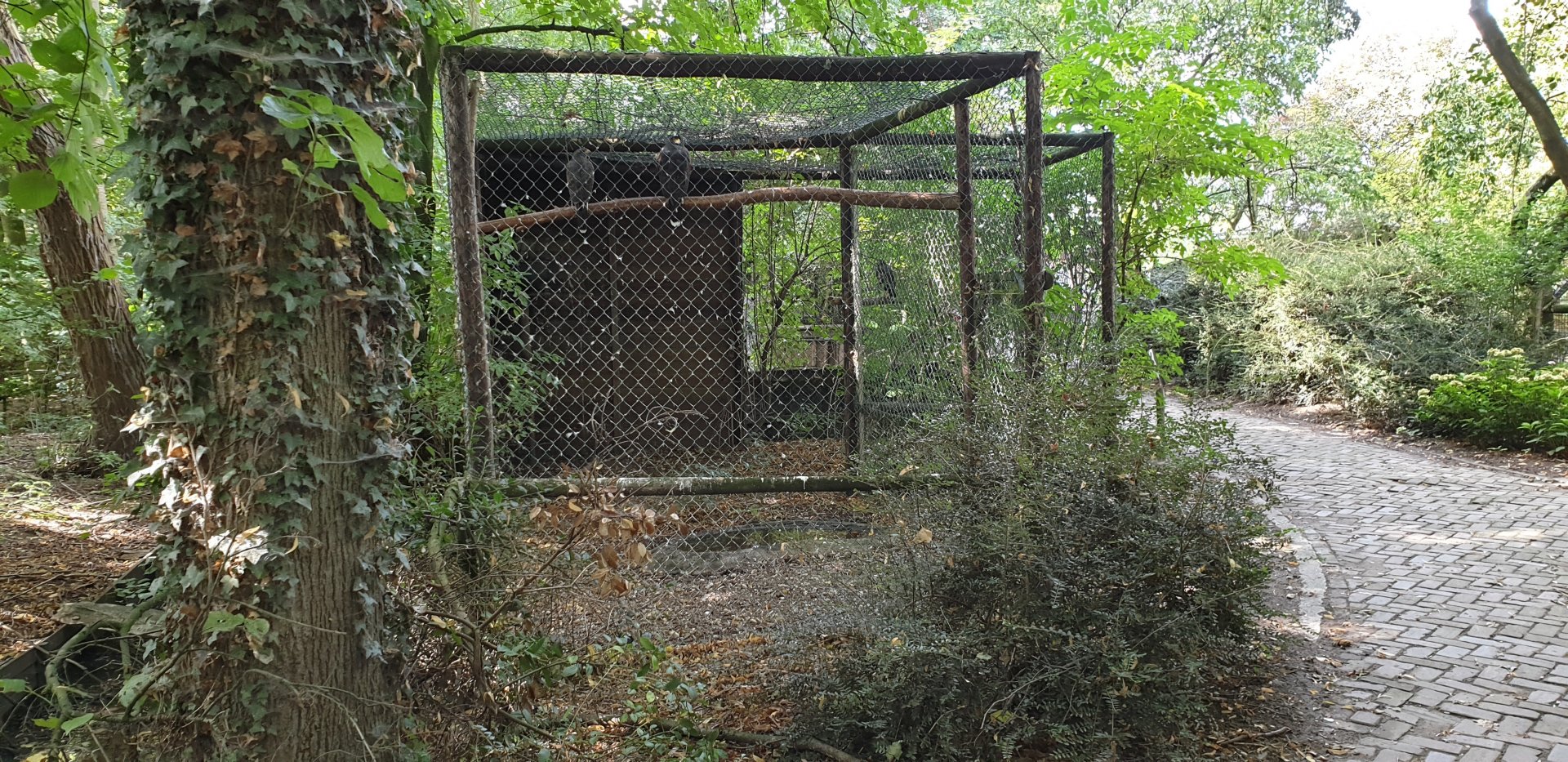Harris'hawk "aviary"