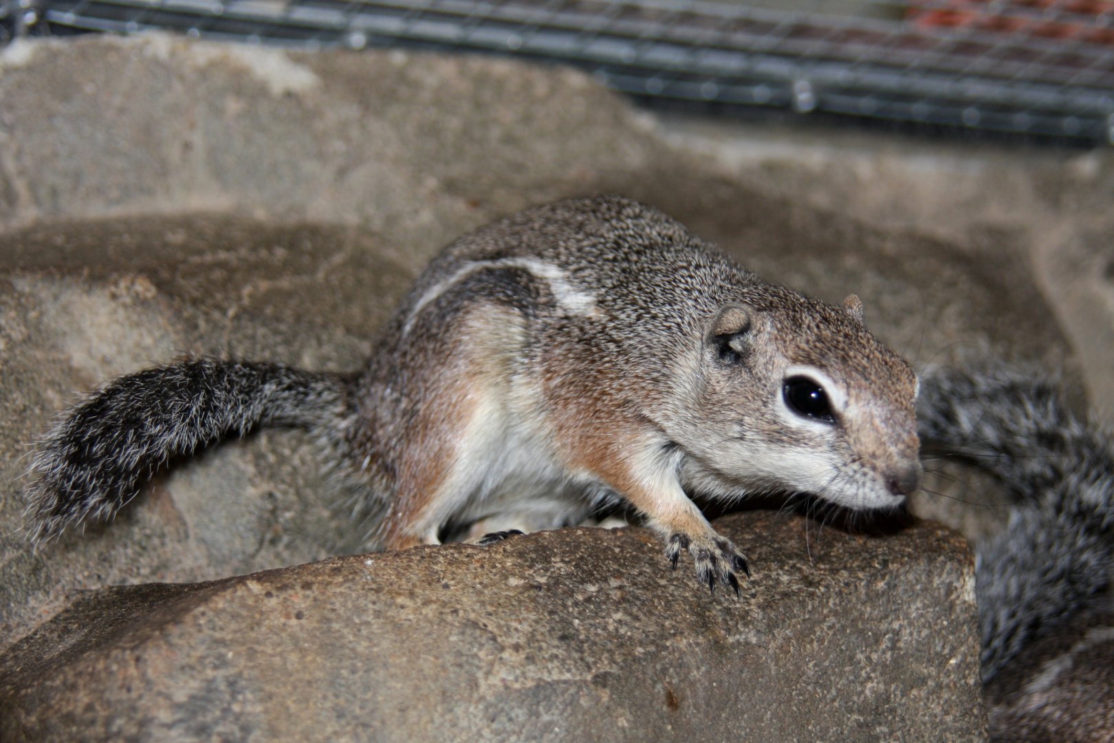 Harris's antelope squirrel (Ammospermophilus harrisii) 2010