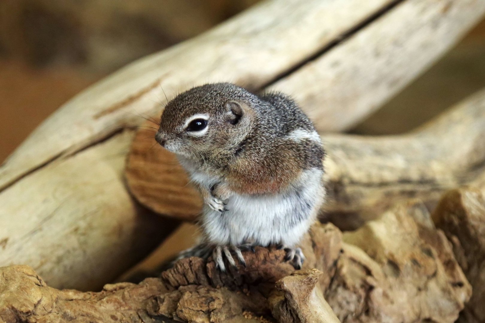Harris's Antelope Squirrel (Ammospermophilus harrisii), December 2015