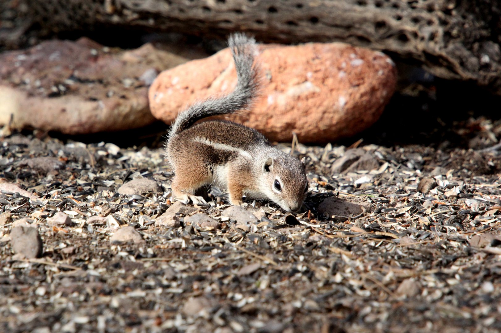 Harris's antelope squirrel (Ammospermophilus harrisii)