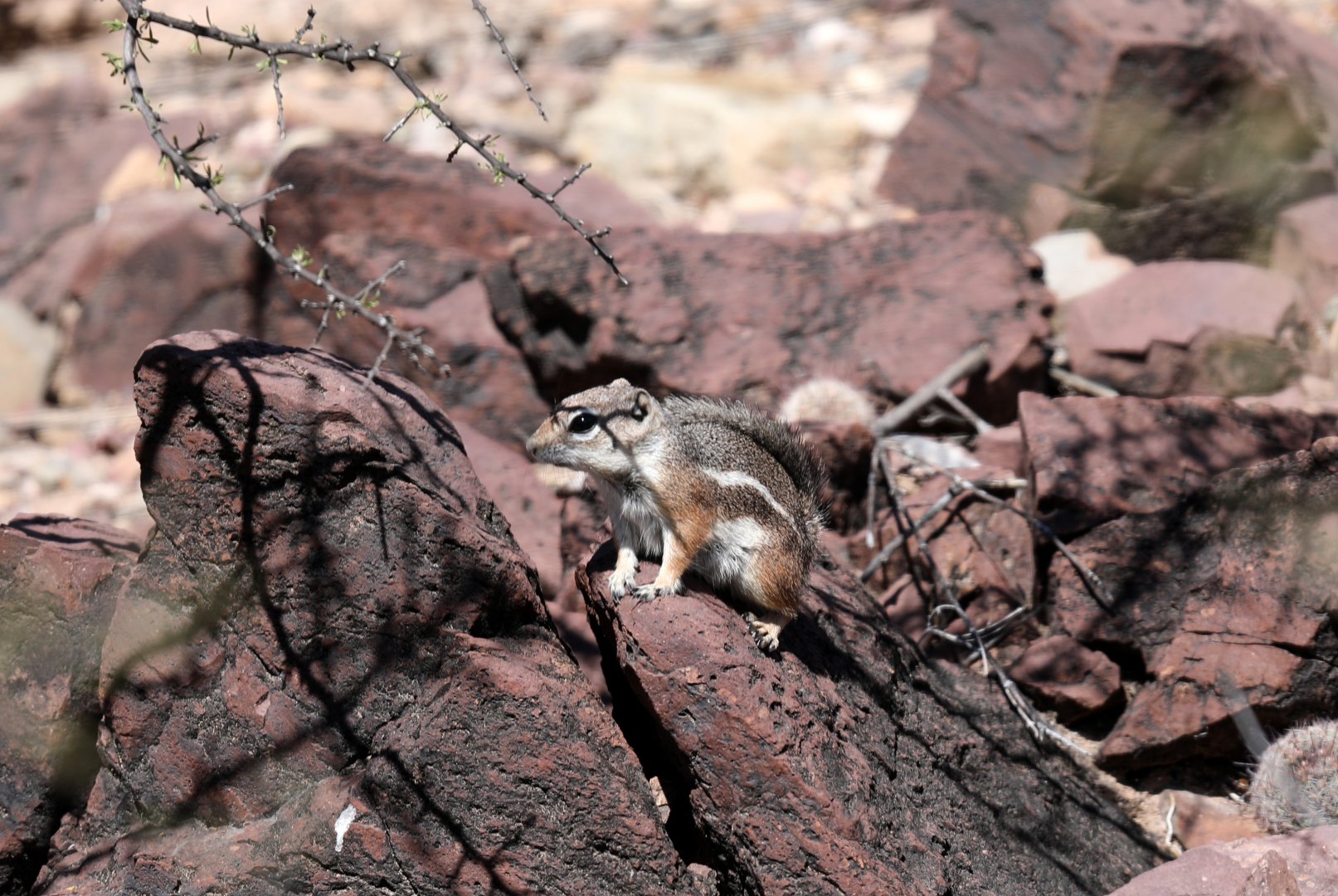 Harris's antelope squirrel (Ammospermophilus harrisii)