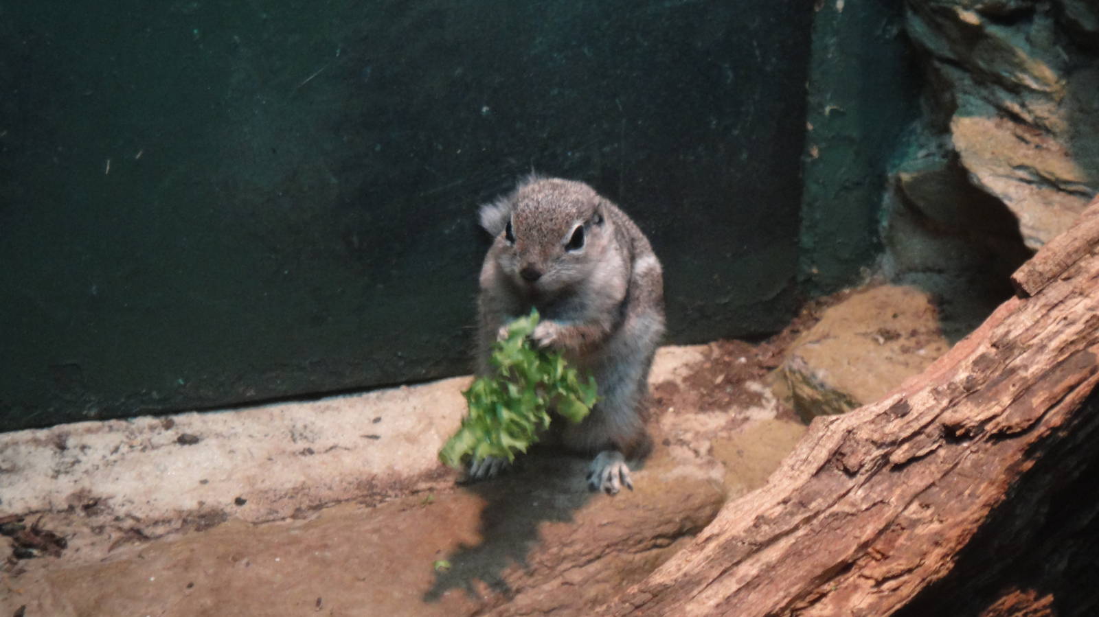 Harris's Antelope Squirrel at Bronx zoo 2014-12-29