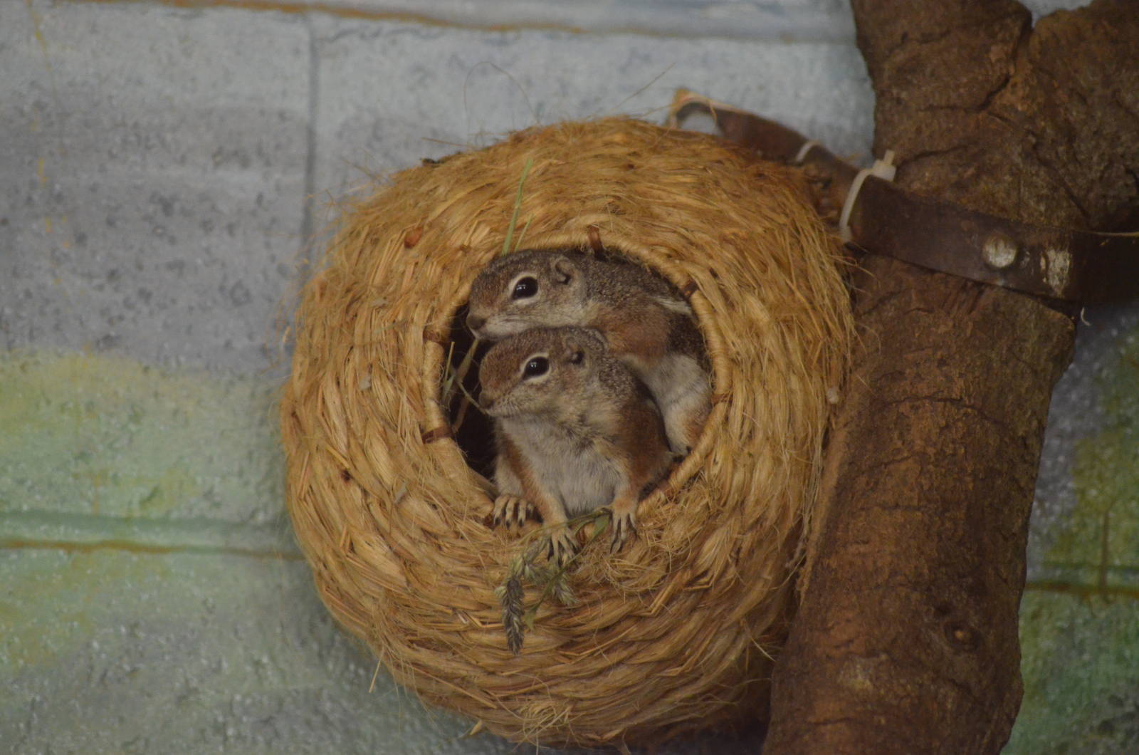 Harris's Antelope Squirrel