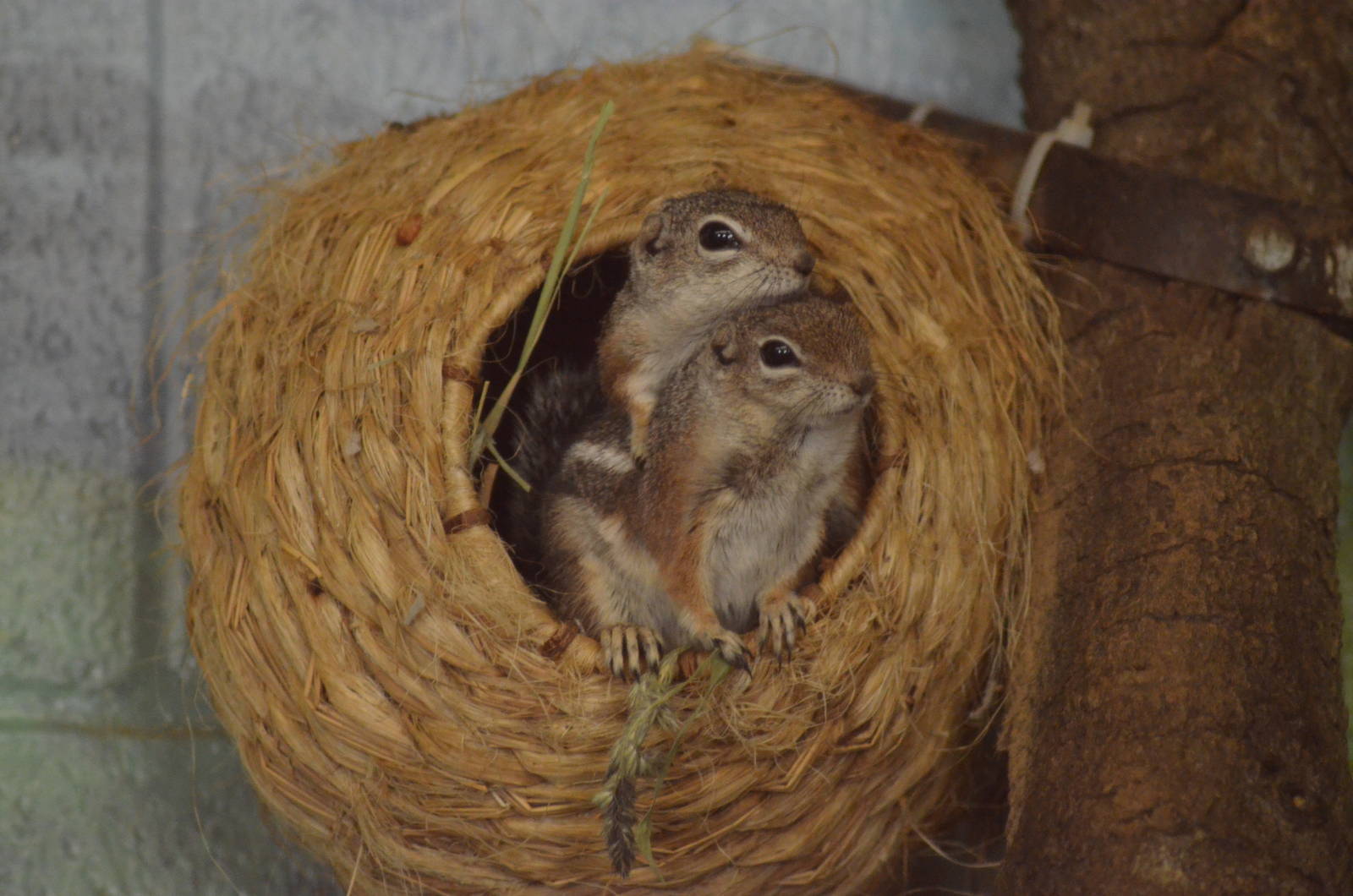 Harris's Antelope Squirrel