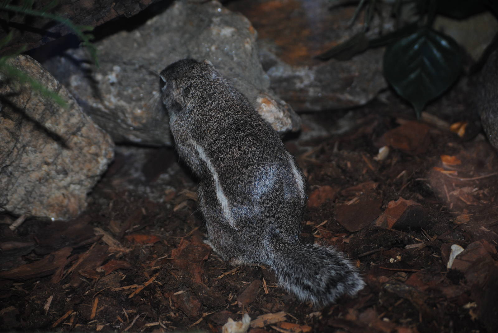 Harris's Antelope Squirrel