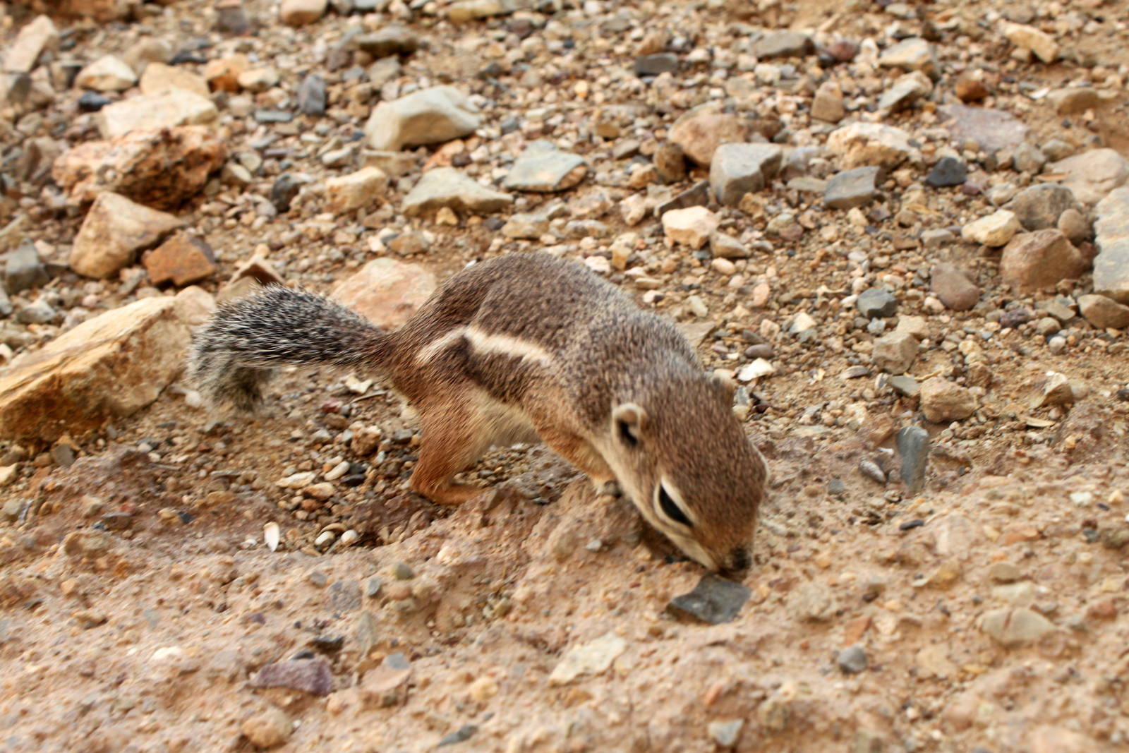 Harris's Antelope Squirrel