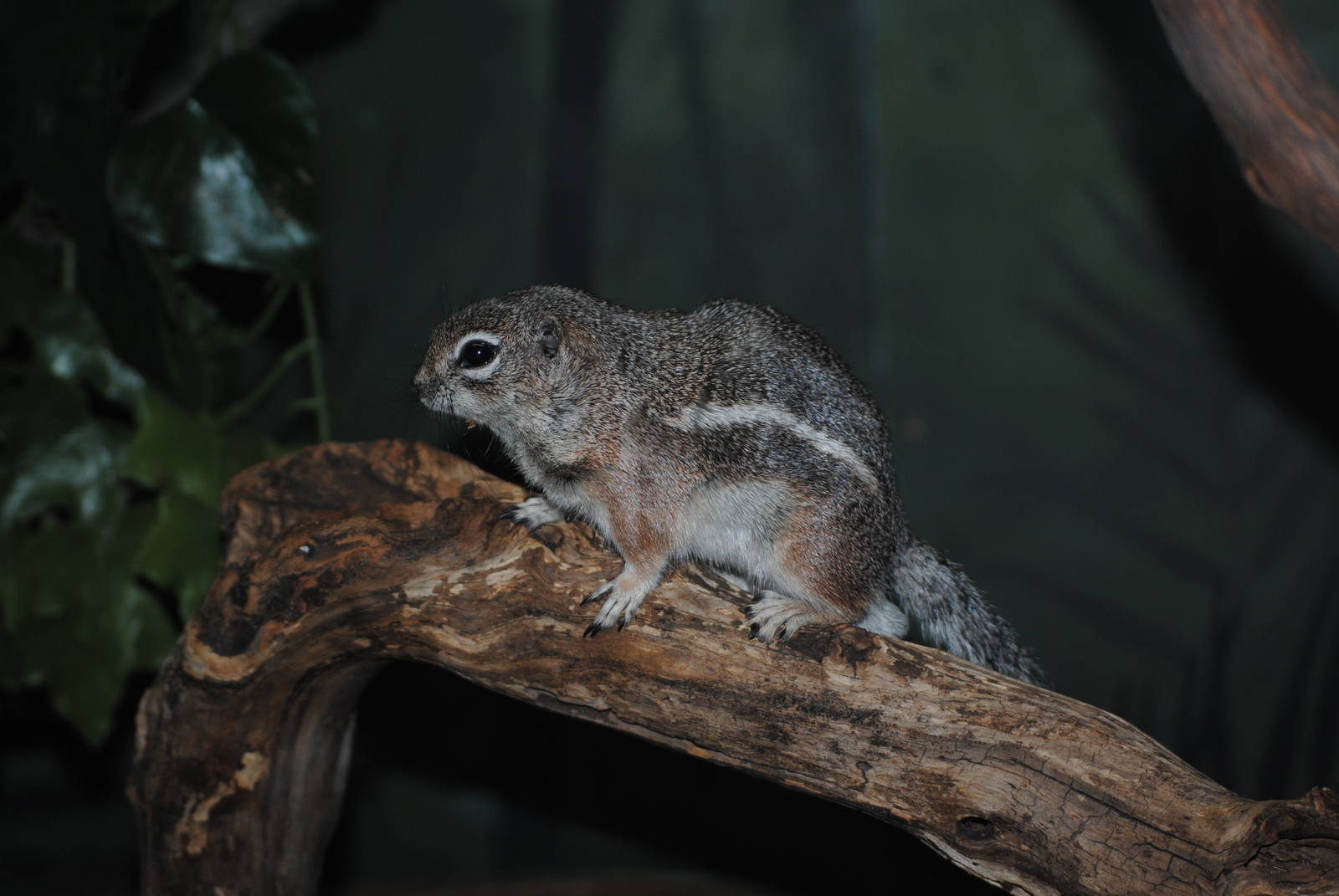 Harris's Antelope Squirrel