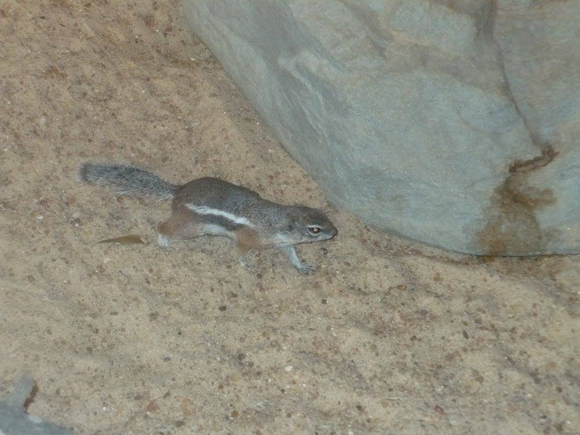 Harris's antelope squirrel