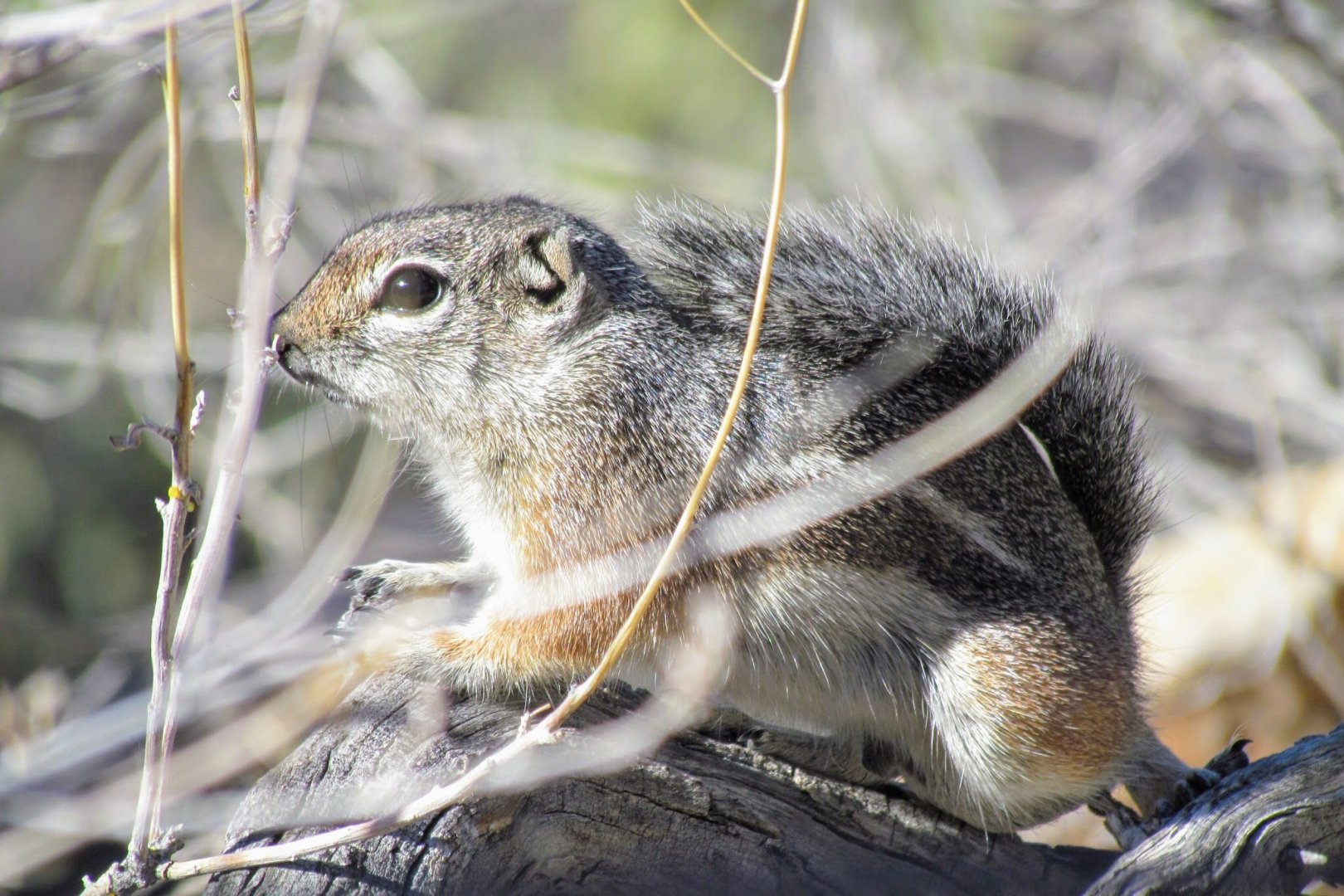 Harris’s Antelope Squirrel