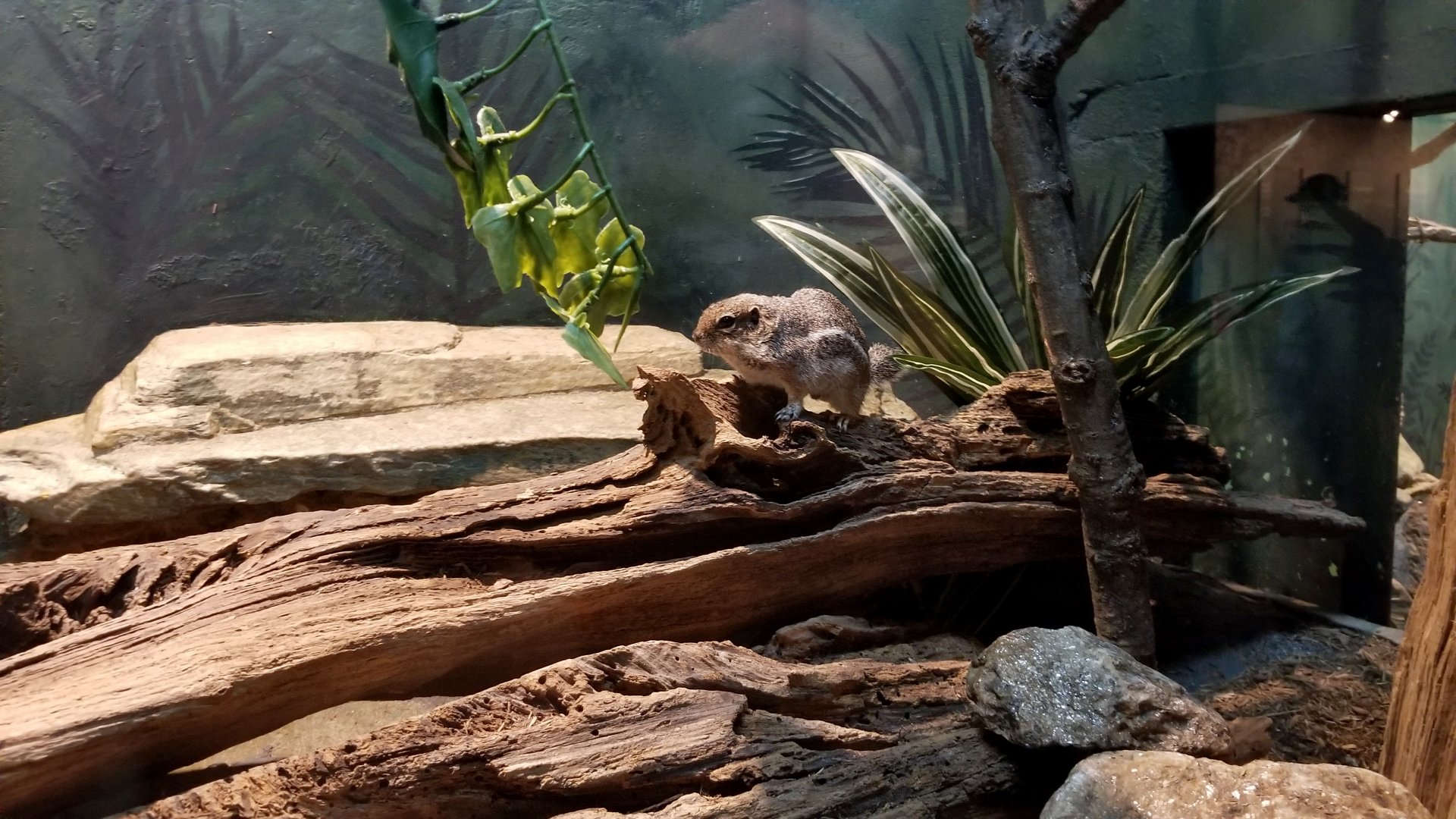 Harris's Antelope Squirrel