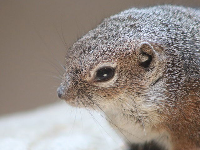 Harris's Antelope Squirrel