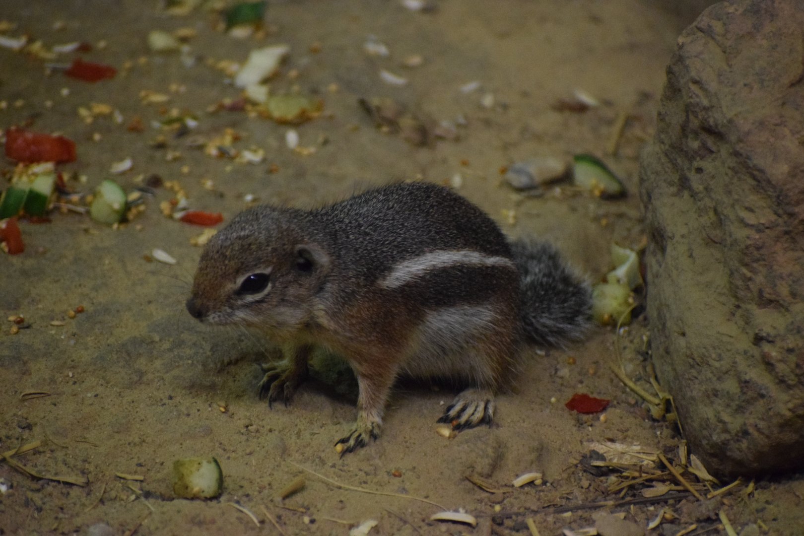 Harris's antelope squirrel