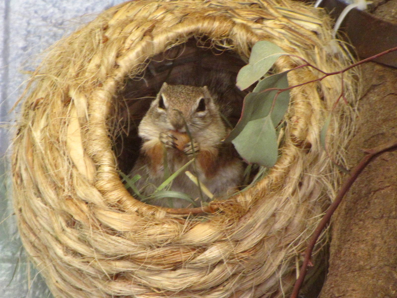 Harris's Antelope Squirrel