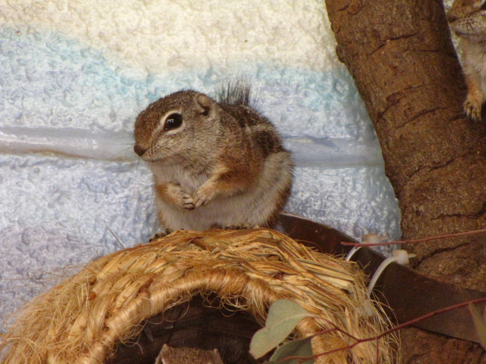 Harris's Antelope Squirrel