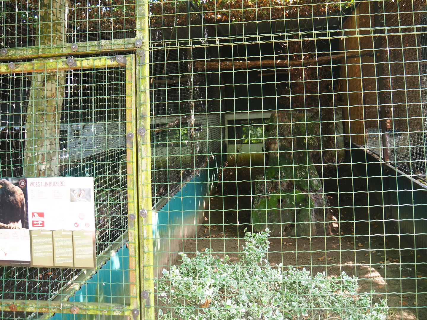 Harris's hawk aviary, 2019-08-04