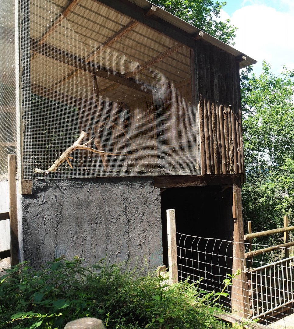 Harris's hawk aviary above Common fallow deer shelter, 2023-06-24