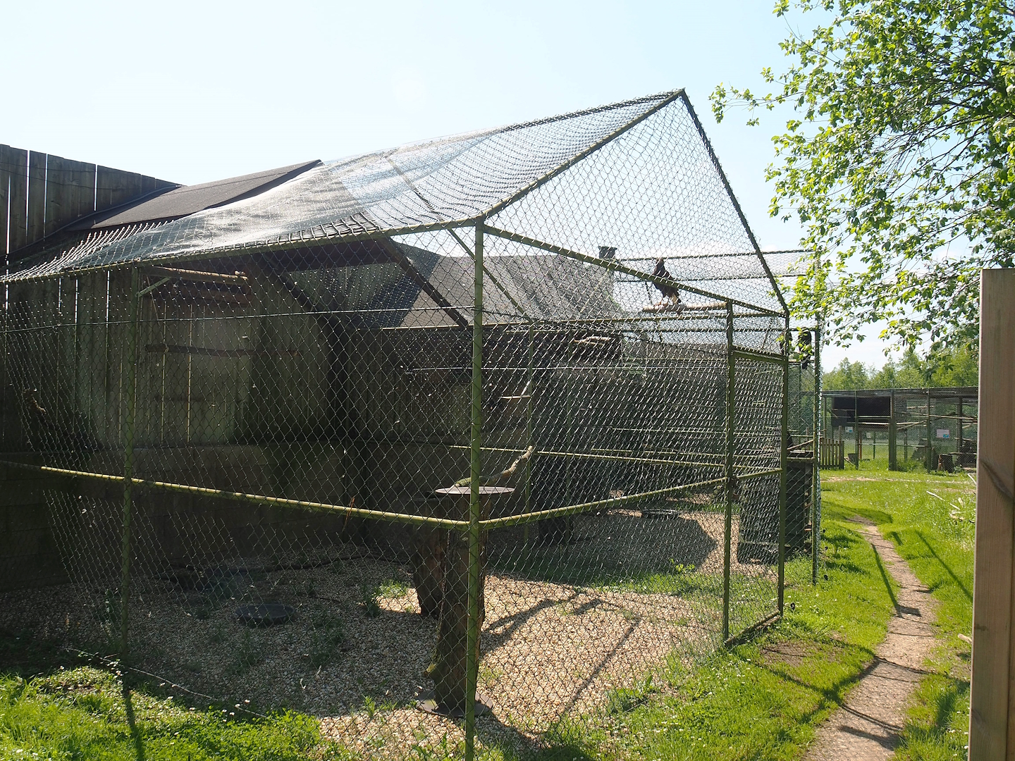Harris's hawk aviary and Off-show raptor aviaries, 2023-05-19