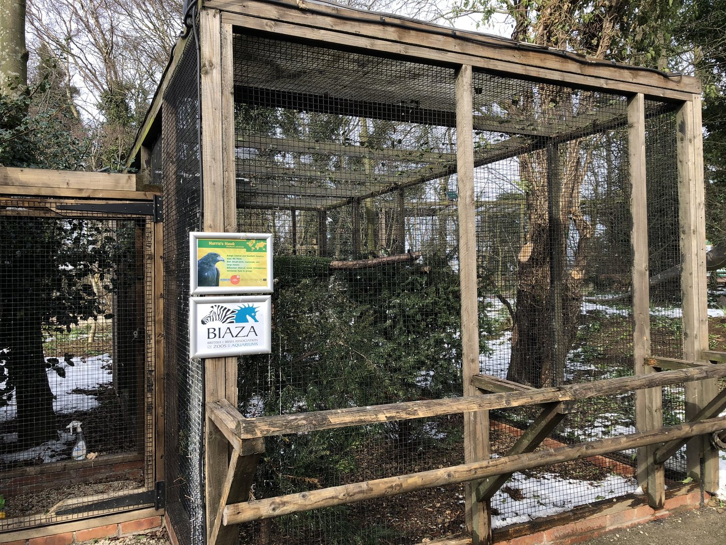 Harris's Hawk Aviary at Tropical Butterfly House (March 2023)