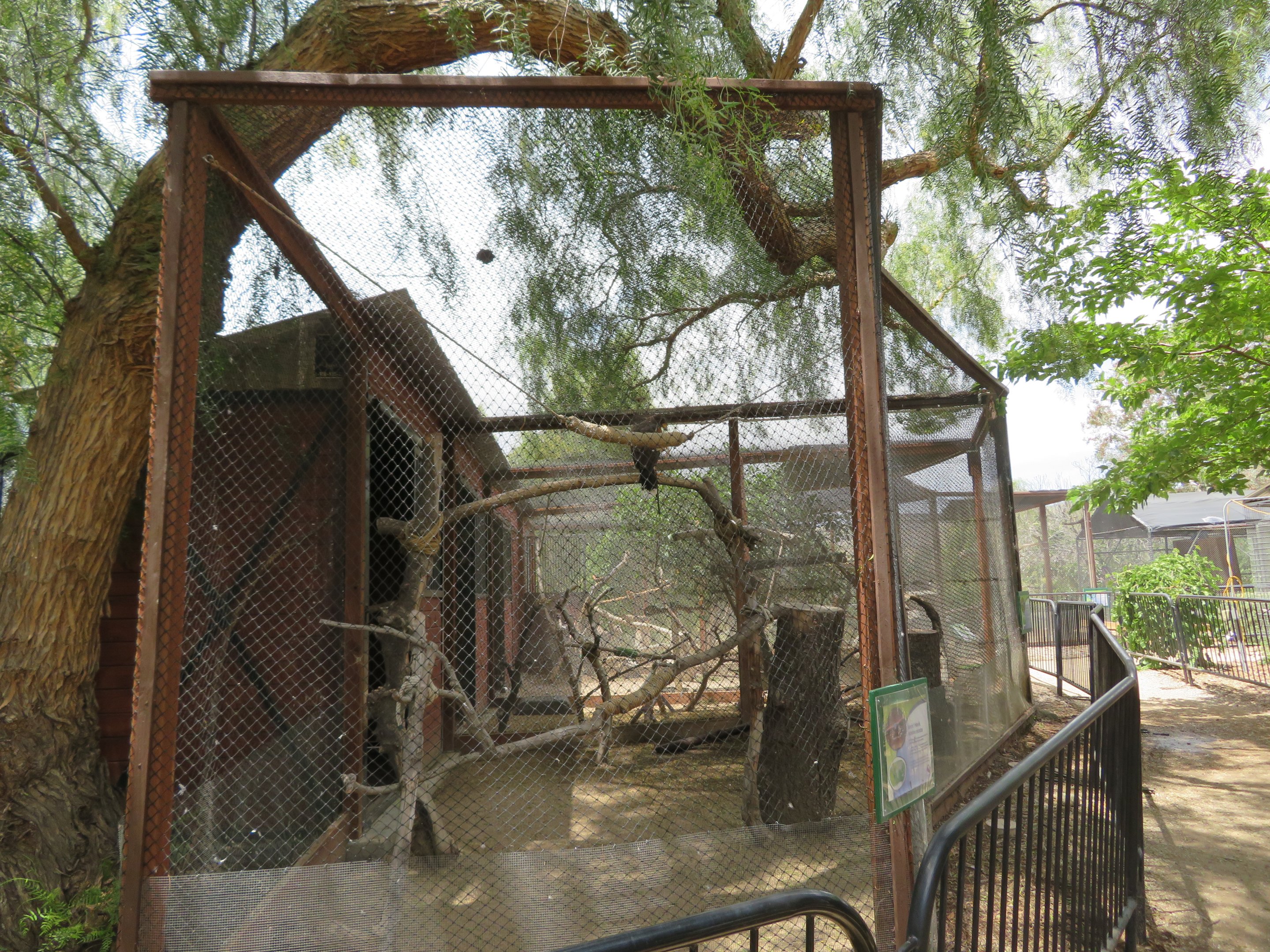 Harris's Hawk Aviary