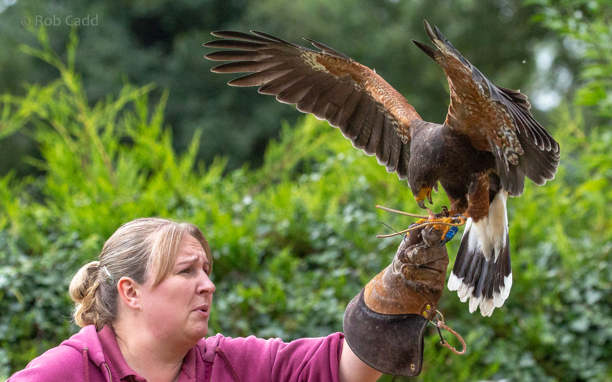 Harris's hawk : Cotswold Falconry Centre : 04 Sep 2020