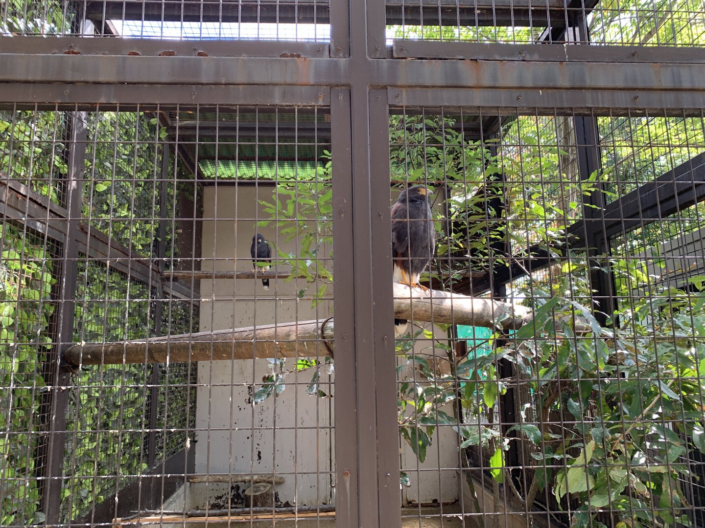 Harris’s Hawk Enclosure (Himeji City Zoo)