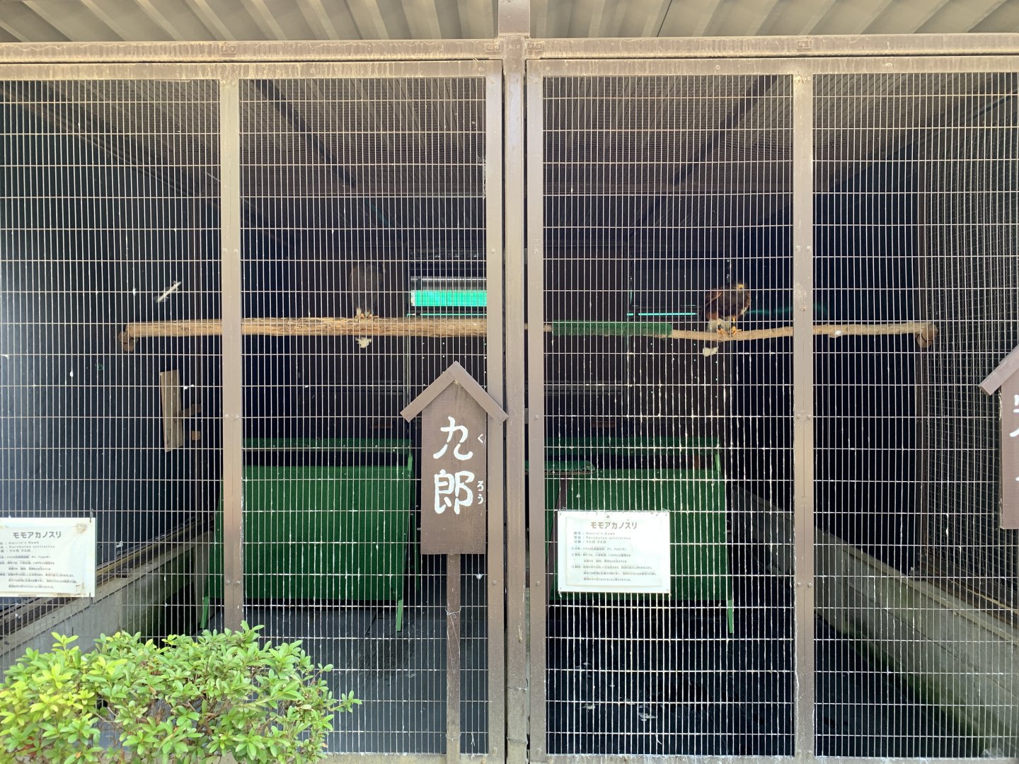 Harris’s Hawk Enclosure (Himeji City Zoo)