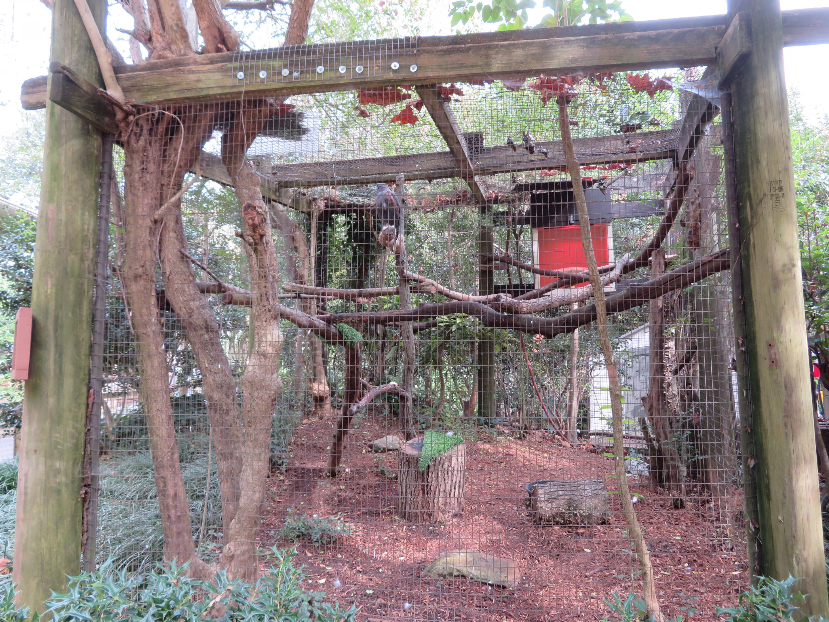 Harris's Hawk Exhibit