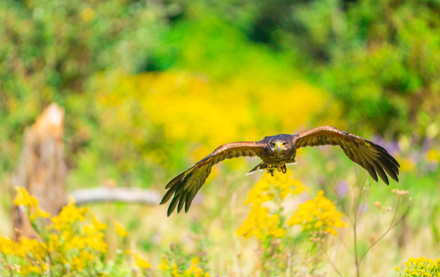Harris's Hawk flying